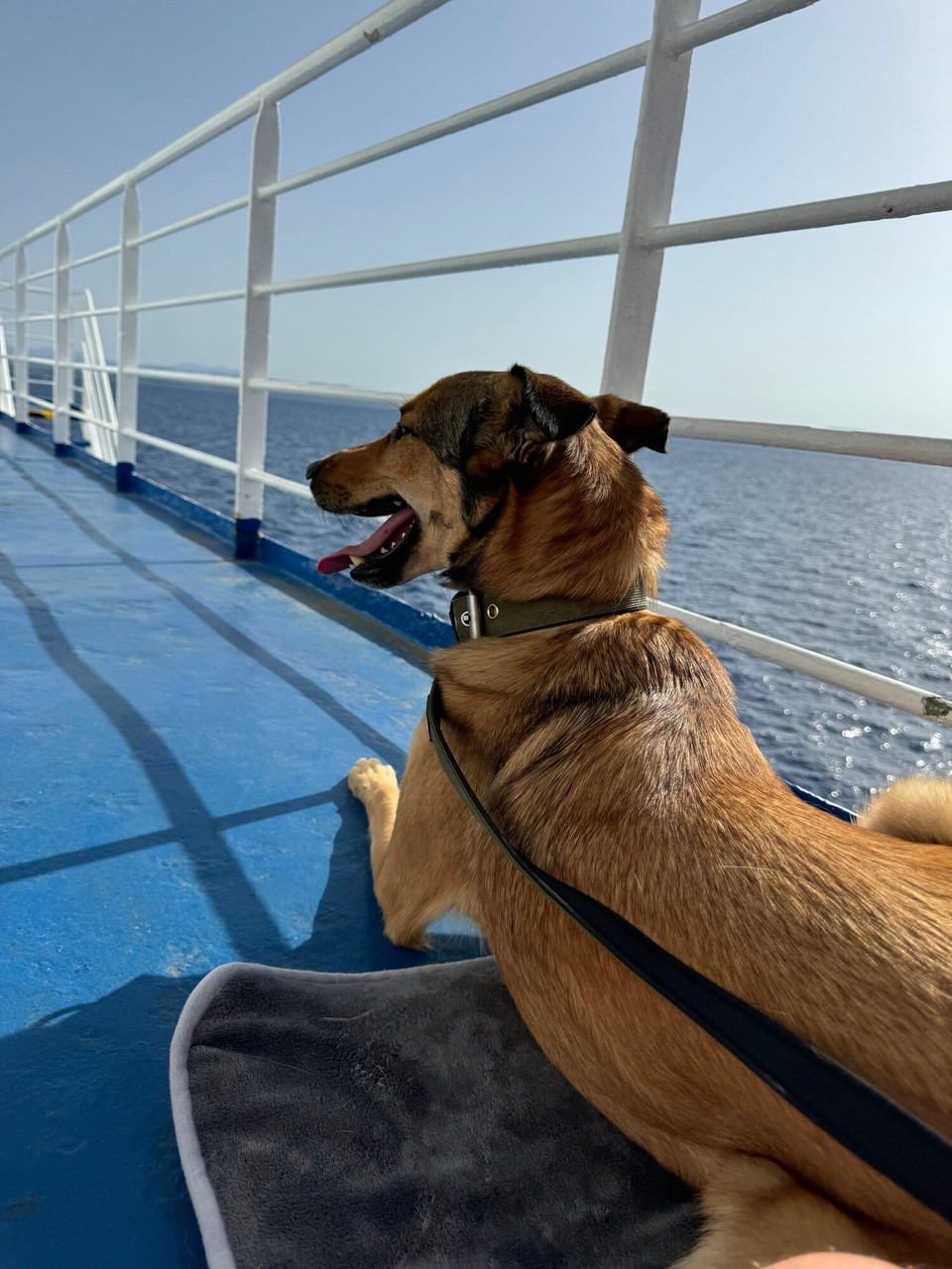 Italien - Capoliveri - Lupo passt auf der Fähre auf uns auf