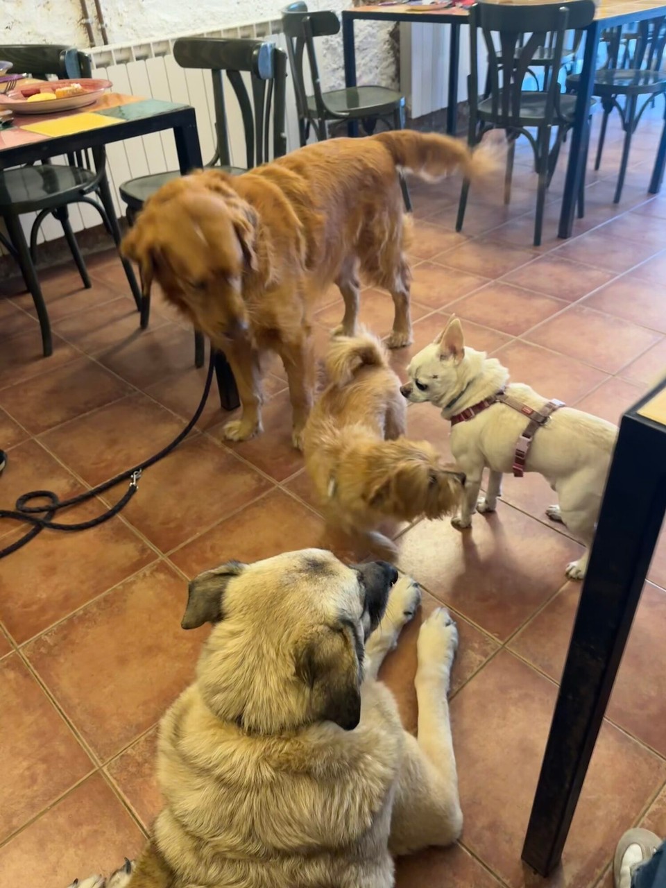 Spanien - Vilademuls - 