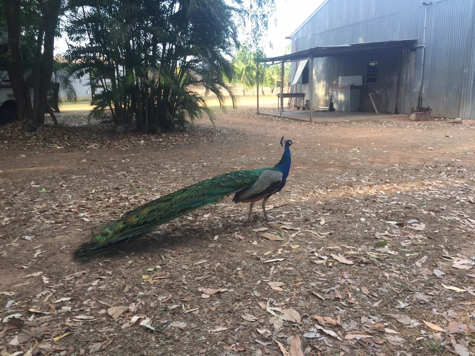  - Australia, Mt. Bundey Station - 