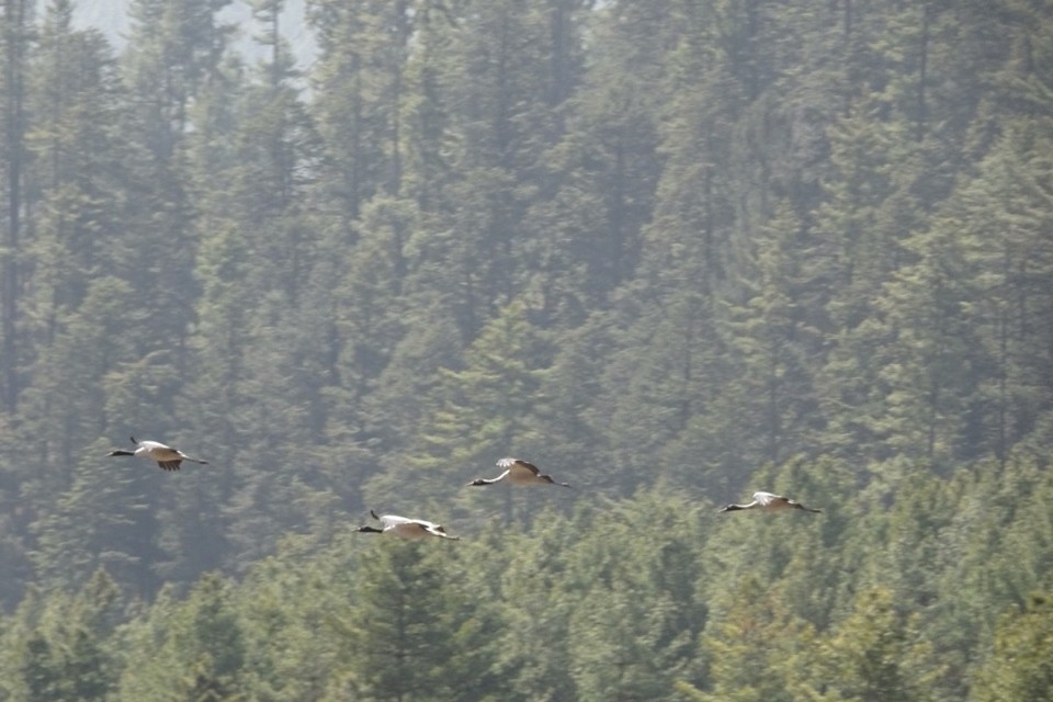 Bhutan - Gangtey (dewachen hotel) - 