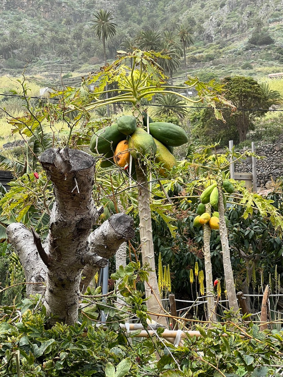 Spanien - Hermigua - Papayas,…