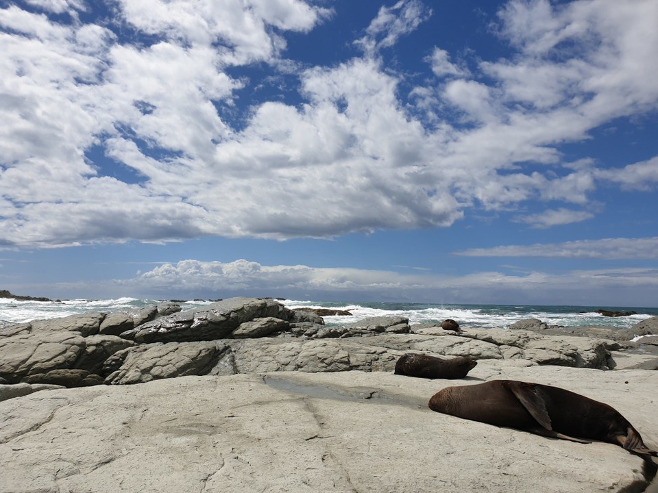 Neuseeland - Kaikoura - 