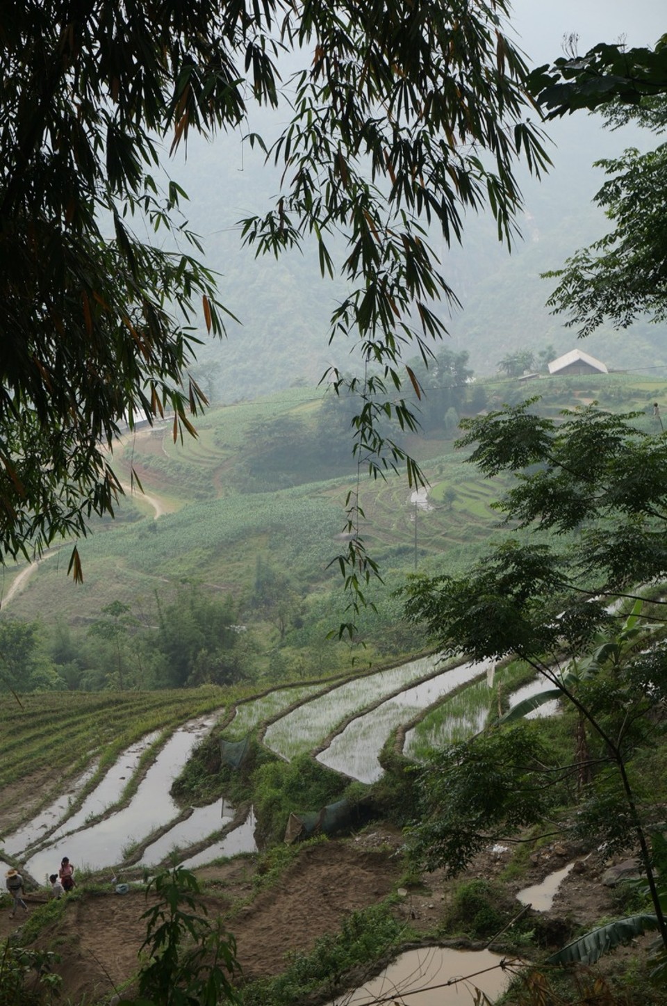 Vietnam -  - 