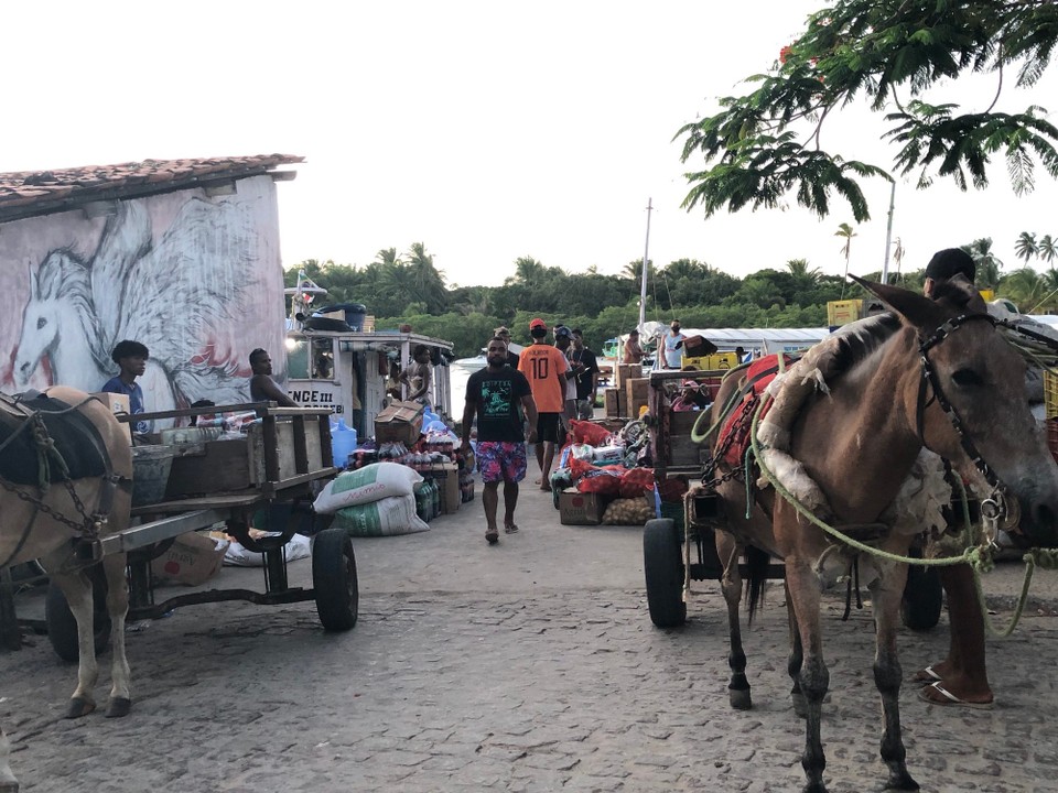Brasilien - Cairu - Transport der Waren mit Pferden 