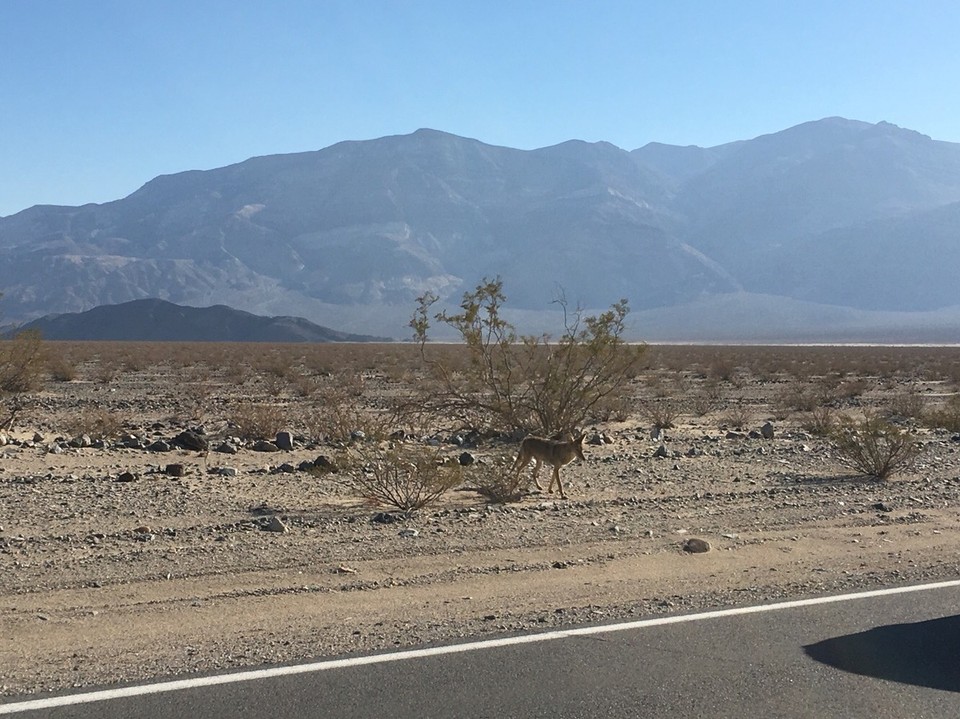 Vereinigte Staaten - Death Valley - Und auch einige Bewohner gibt es im Tal des Todes 