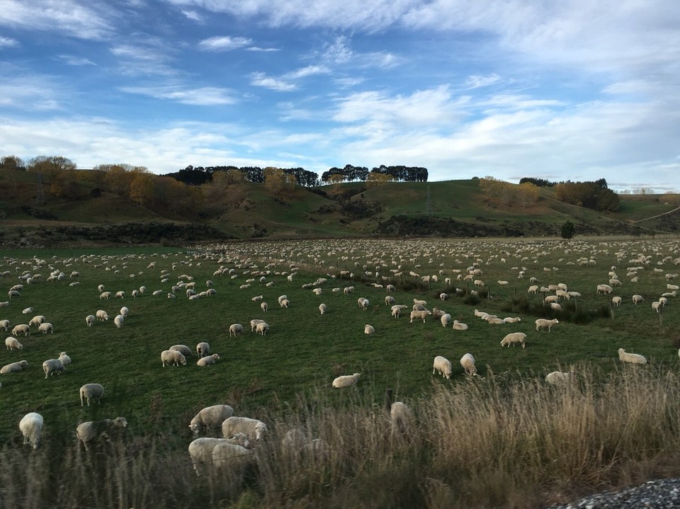 New Zealand - Dunedin - Soooo viele Schafe 