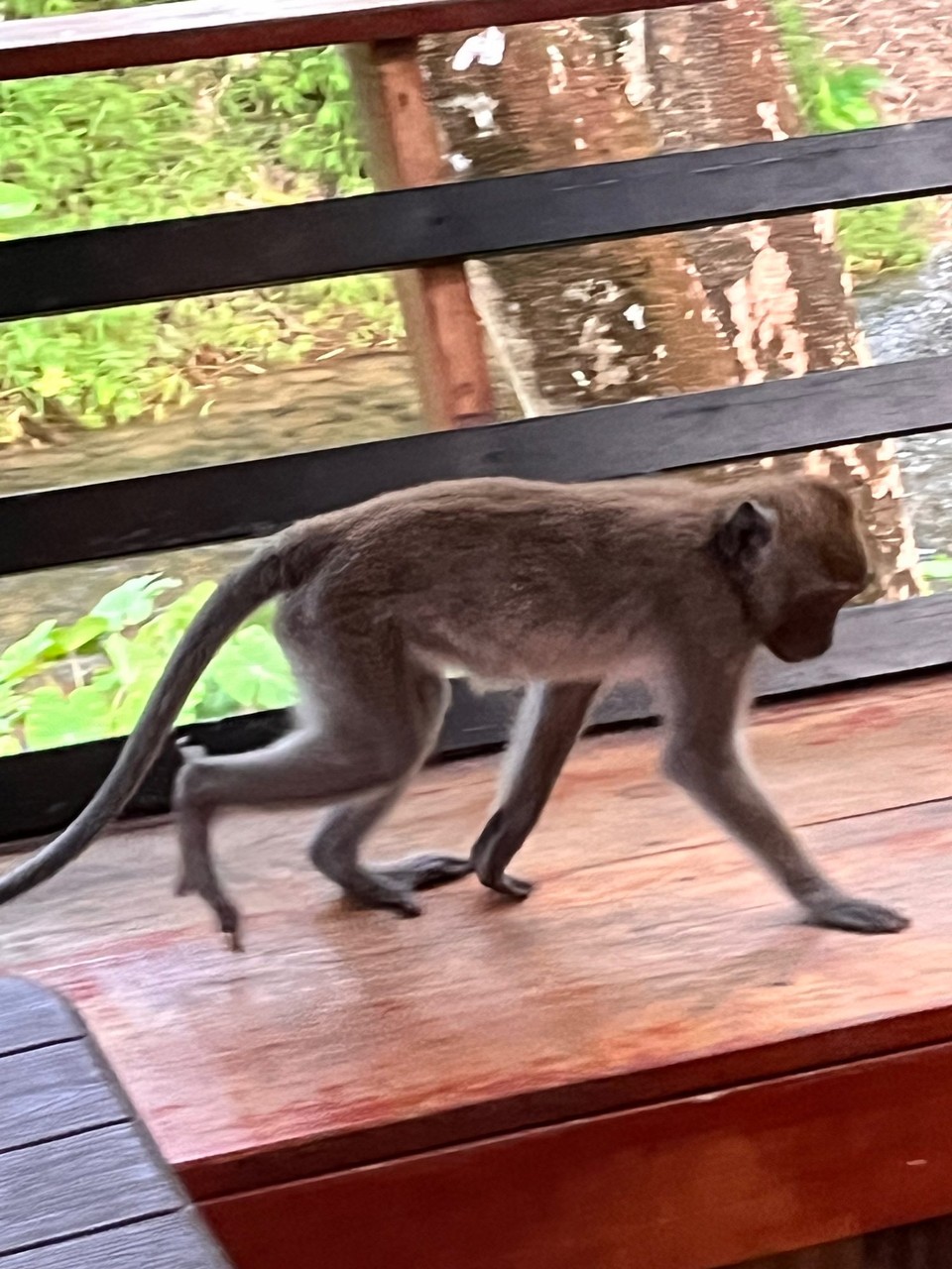 Thailand - Phanom - Affen auf unserem Balkon.
