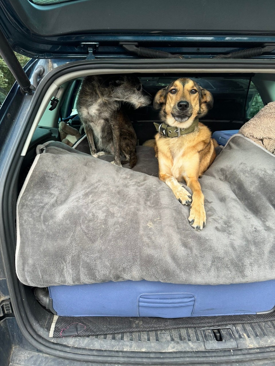 Deutschland - Reichshof - Lupo gechillt, Dobby ist im Kofferraum beleidigt (like always), mit typisch demonstrativem Seitenblick