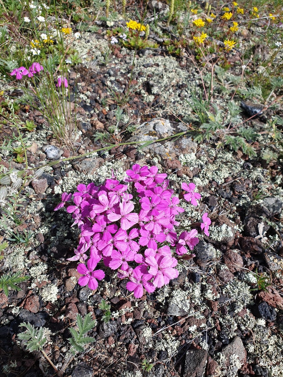 Mongolia - Khorgo Mountain - A wild Dianthus