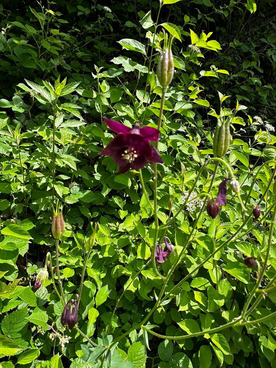 Österreich - Scheffau am Wilden Kaiser - 