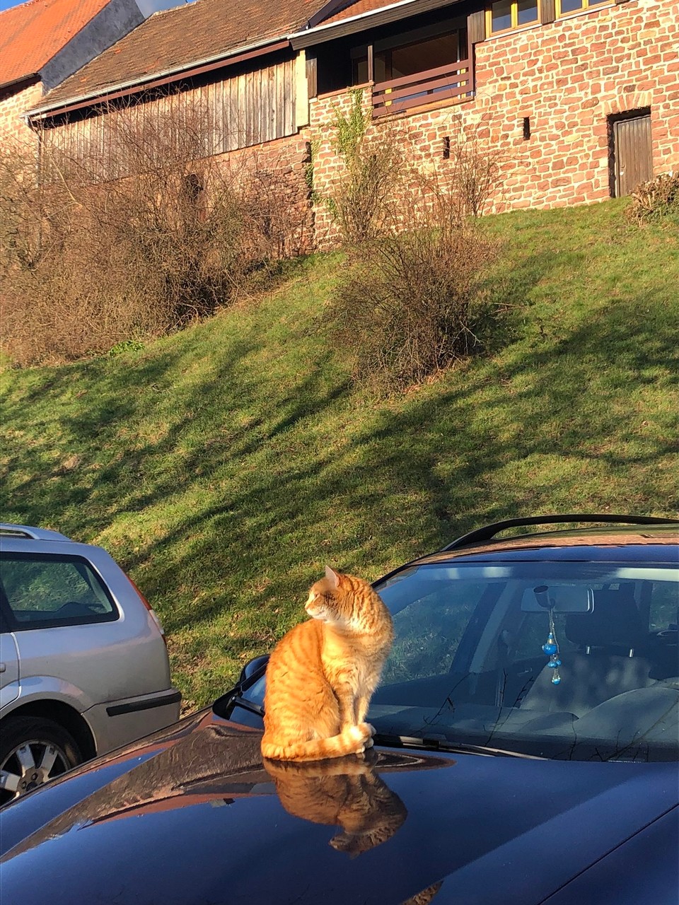 Deutschland - Ludwigshafen - Eine freche Mietse sucht unsere Nähe 😁☀️