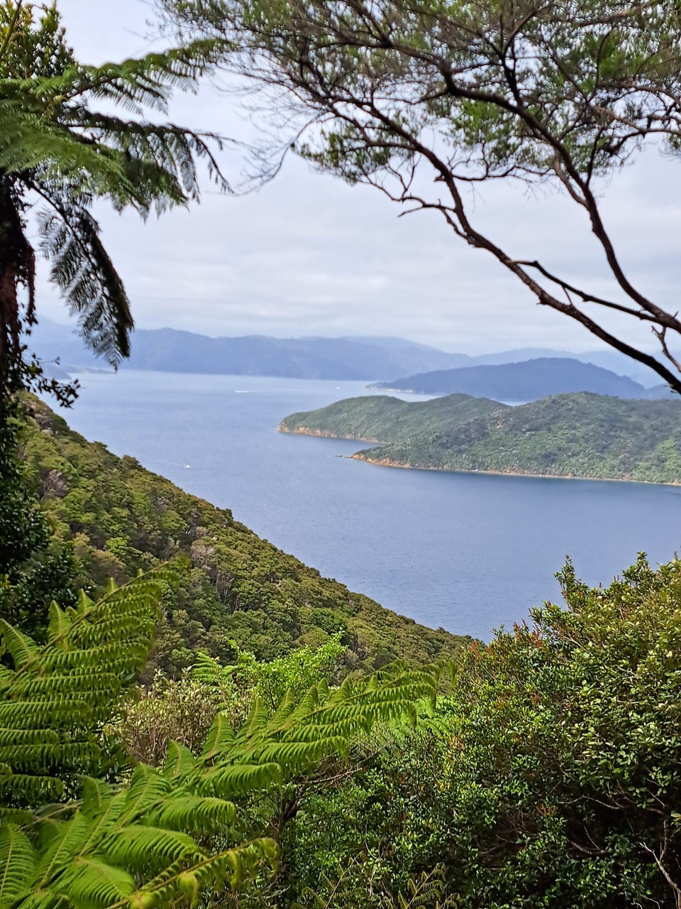 Neuseeland - Punga Cove - 