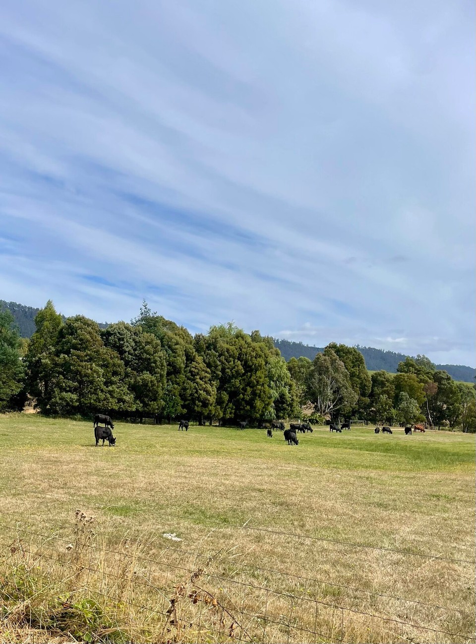 Australien - Freycinet - vill Chüe 🐄