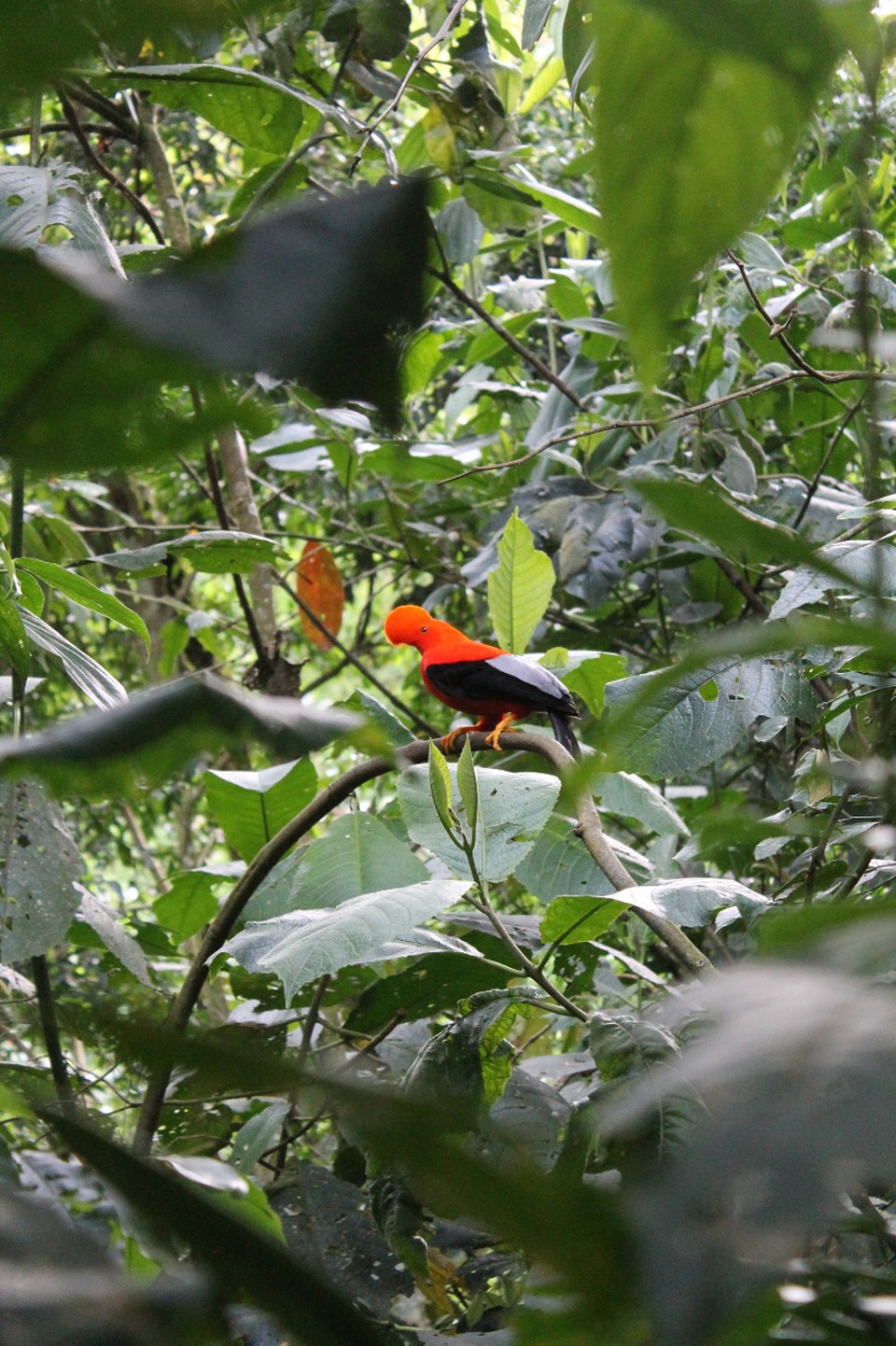 Colombia - Jardín - 