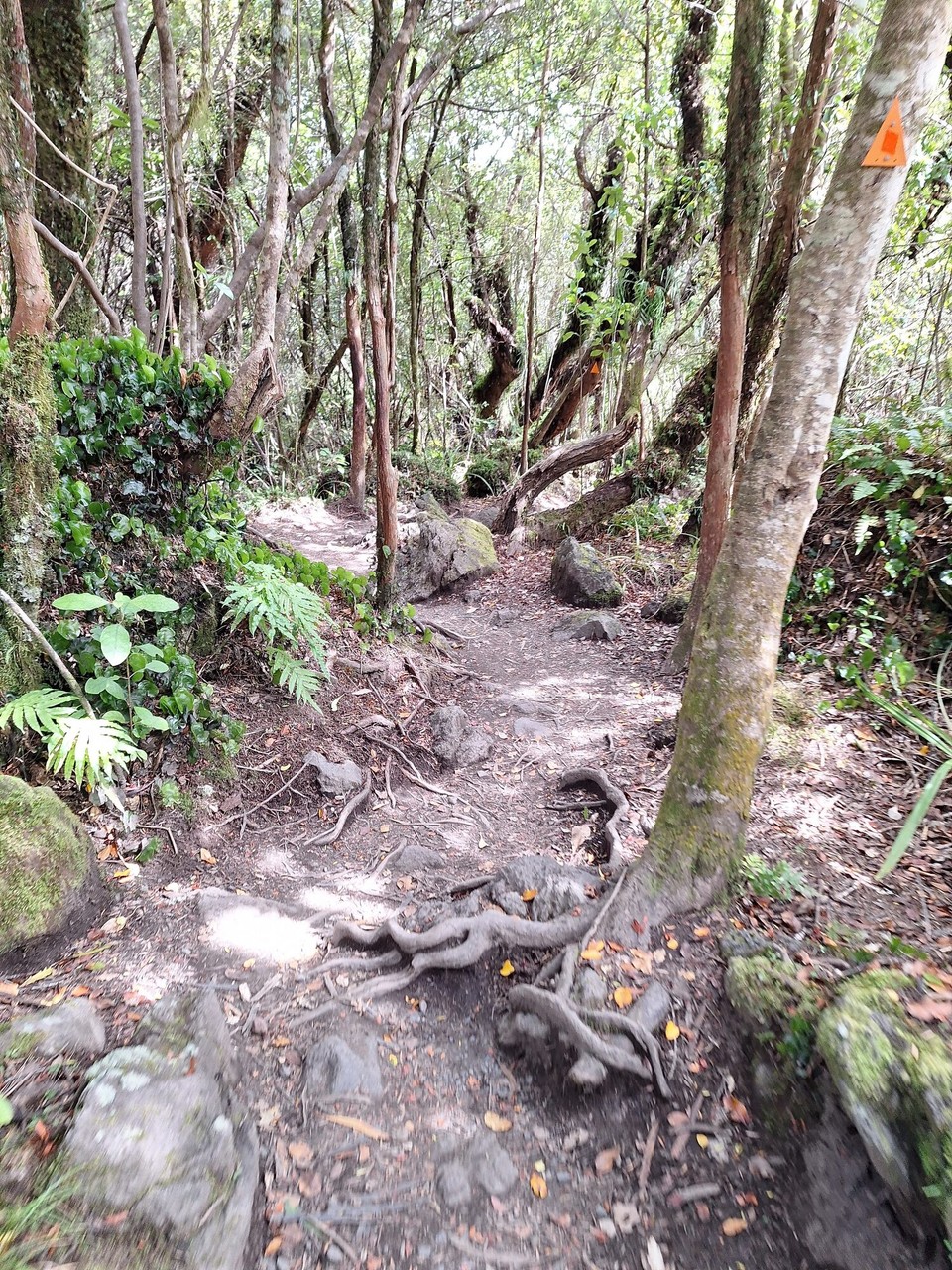 Neuseeland - Turangi - 