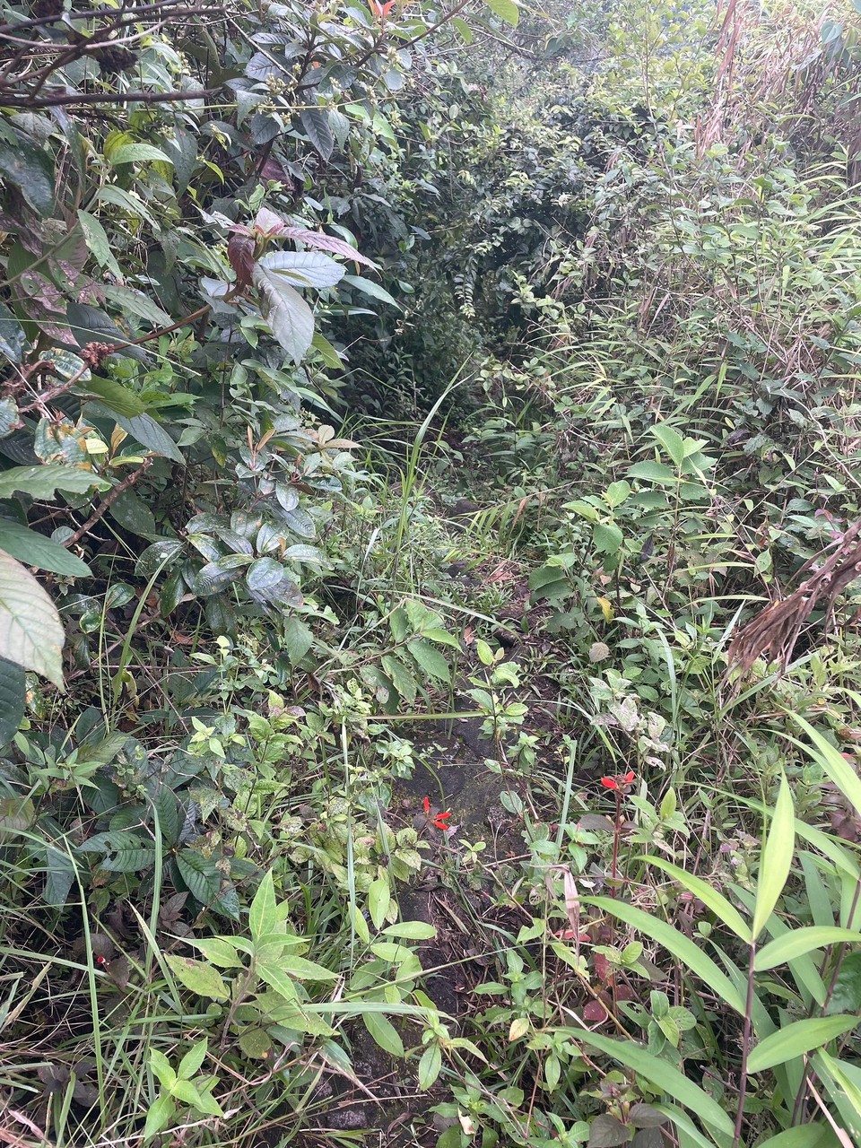 Panama - El Valle de Antón - Den Rückweg muss man dann eher suchen 🔍 - Komoot hat hier gute Dienste geleistet 

*unbezahlte Werbung 🤫😅