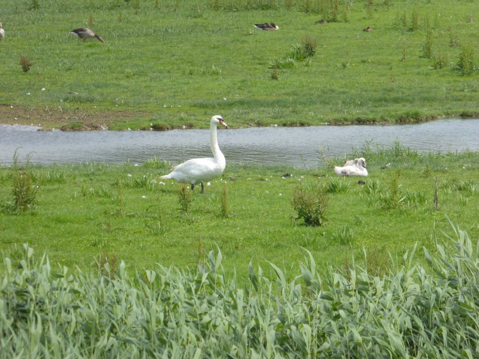 United Kingdom - Woodbridge - Swans and Geese, as well as other marsh birds enjoy this terrain.