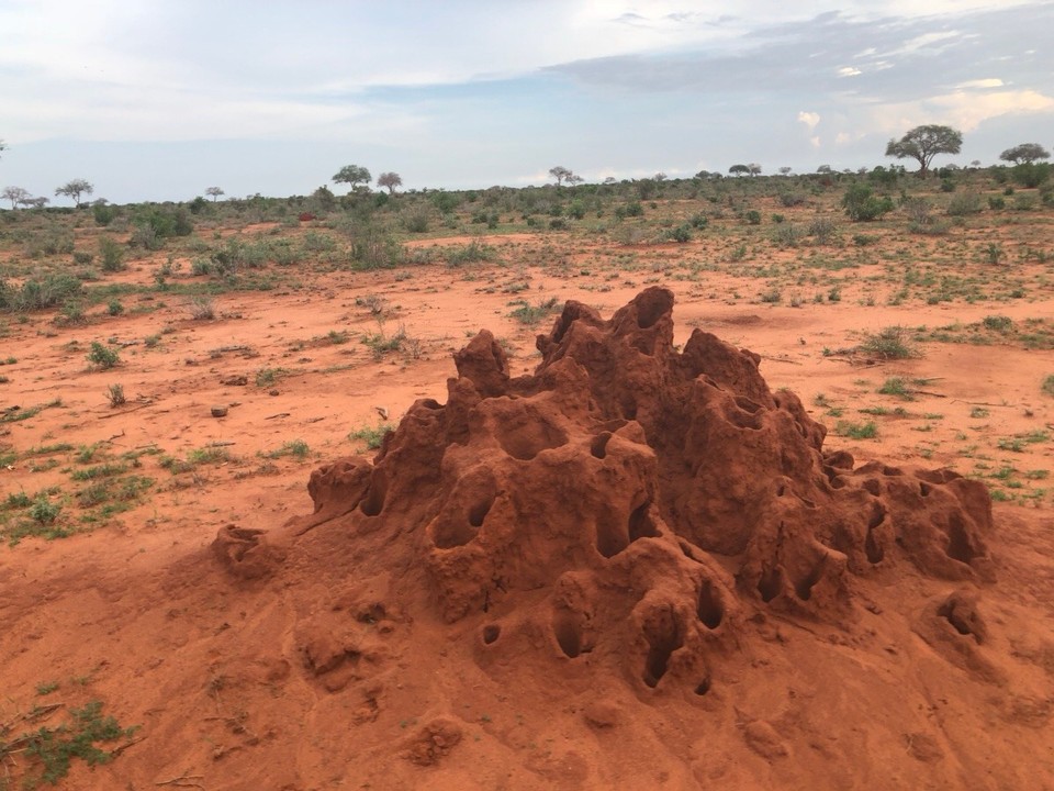 Kenia - Taita - 