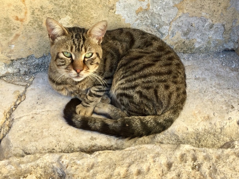 Kroatien - Buje - 