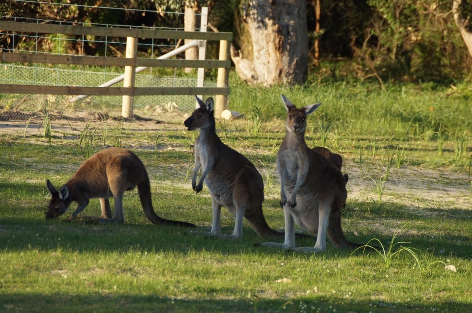 Australien - Yanchep - 