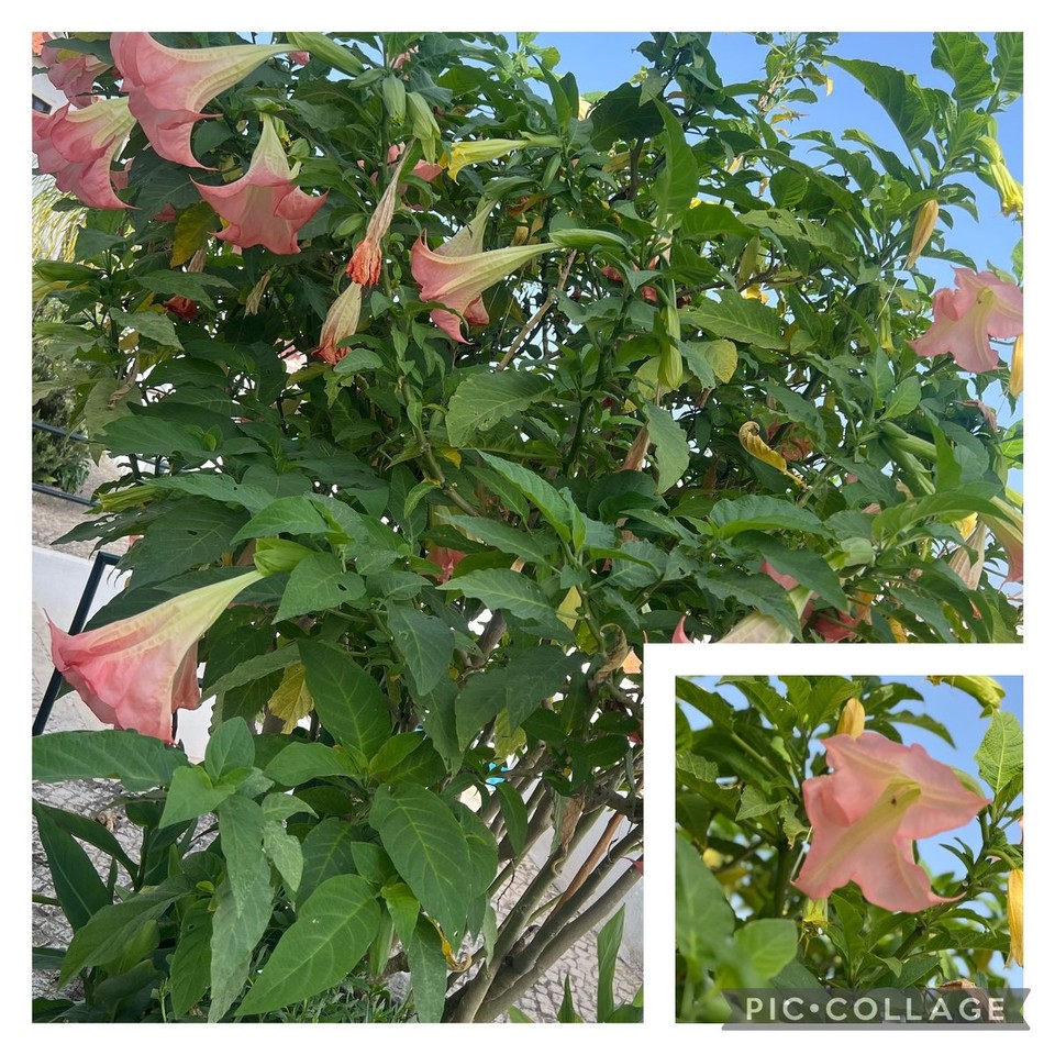 Portugal - Odeceixe - 