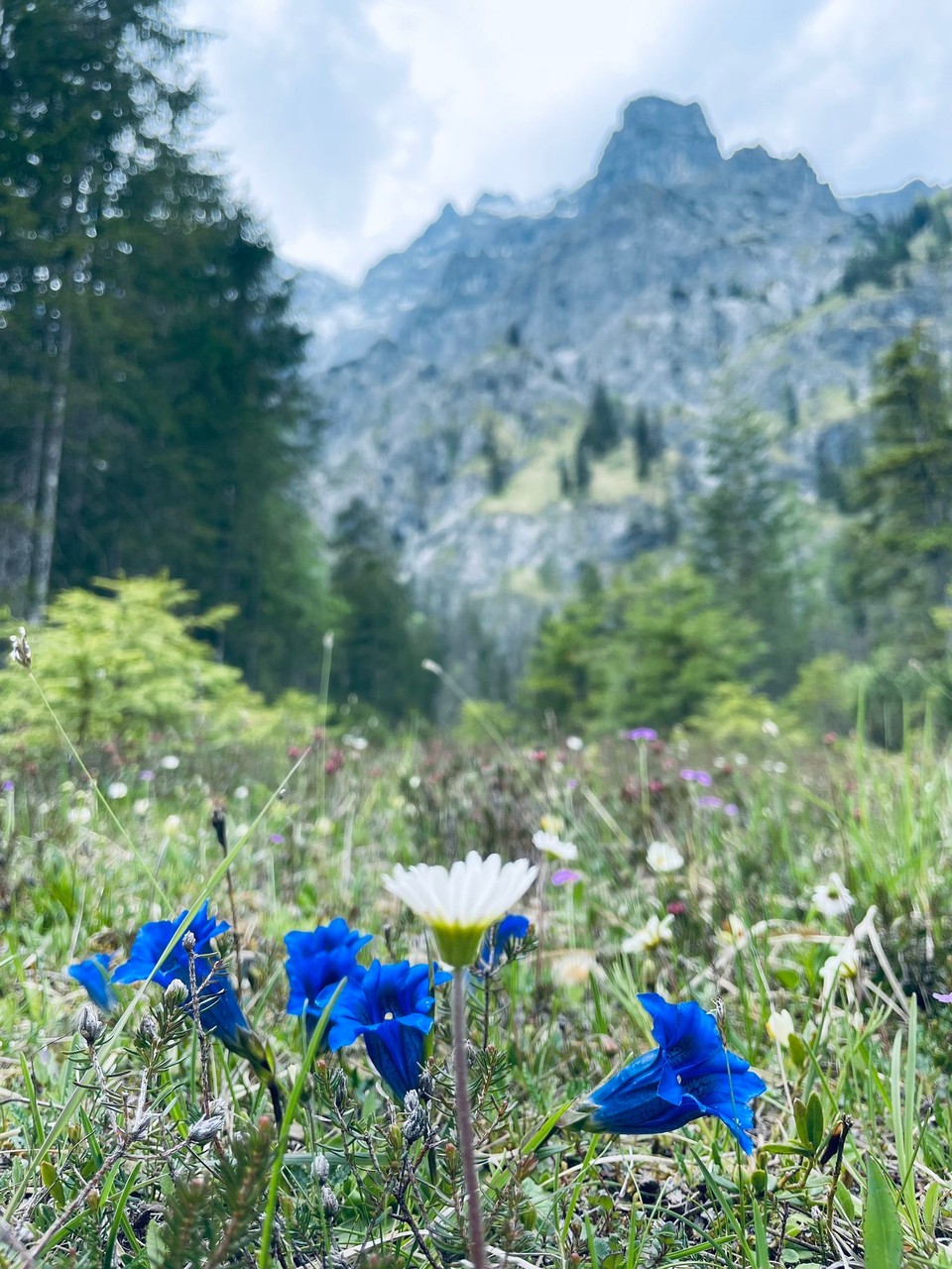Deutschland - Ramsau bei Berchtesgaden - Enzian