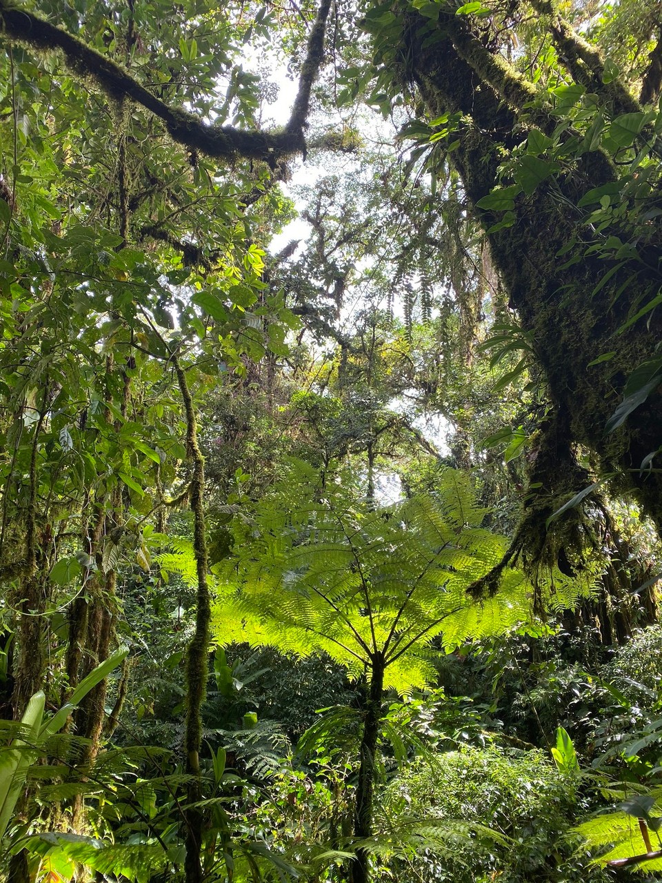 Costa Rica - Abangares - 