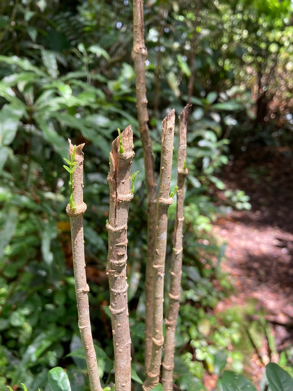 Malaysia - Tanah Rata - Das Leben geht weiter 🥳