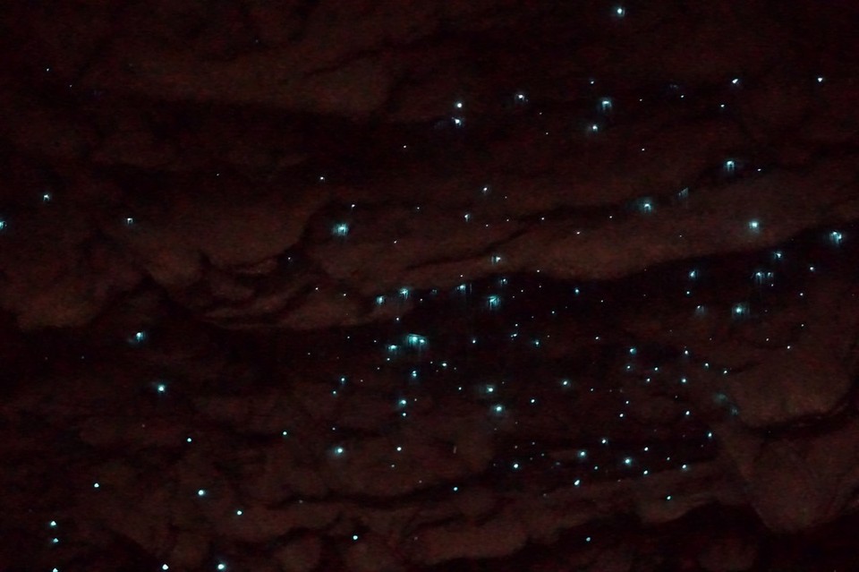 Neuseeland - Waitomo-Distrikt - 