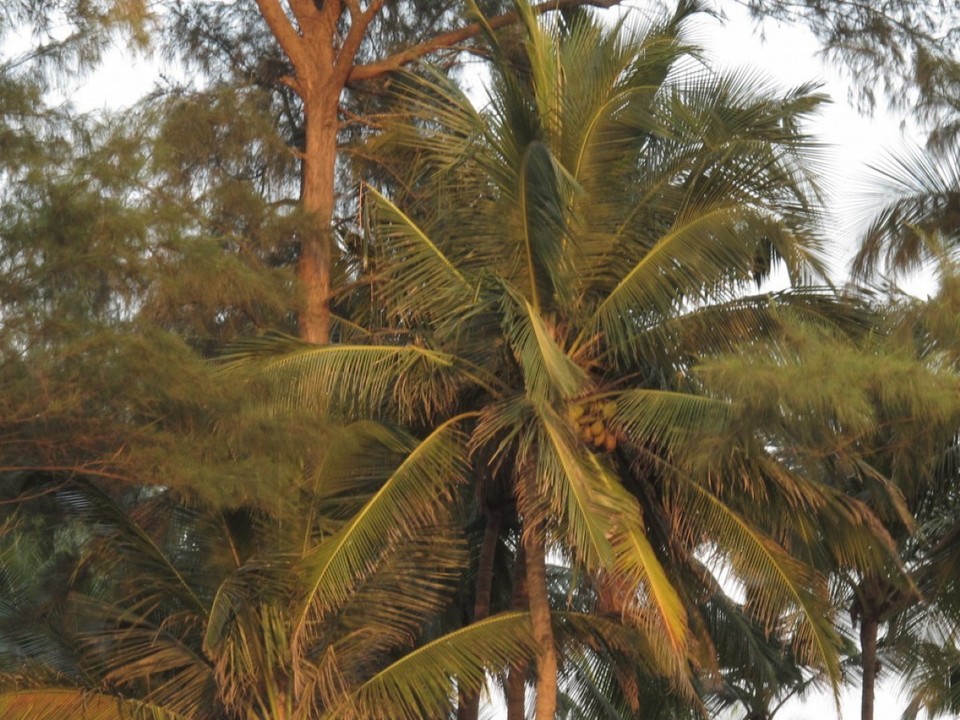 Indien - Goa - 