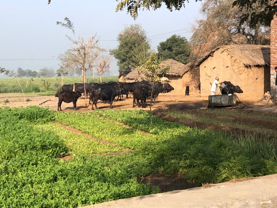 India - Gurugram - Time to take a bath
