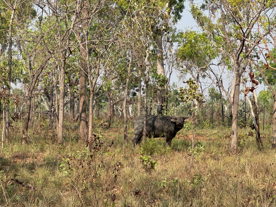 Australien - Mataranka - Wasserbüffel