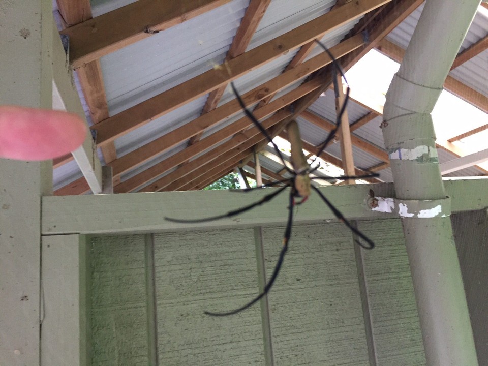 Australien - Cape Tribulation - Links ist mein Zeigefinger. Die Spinne ist wirklich groß. 