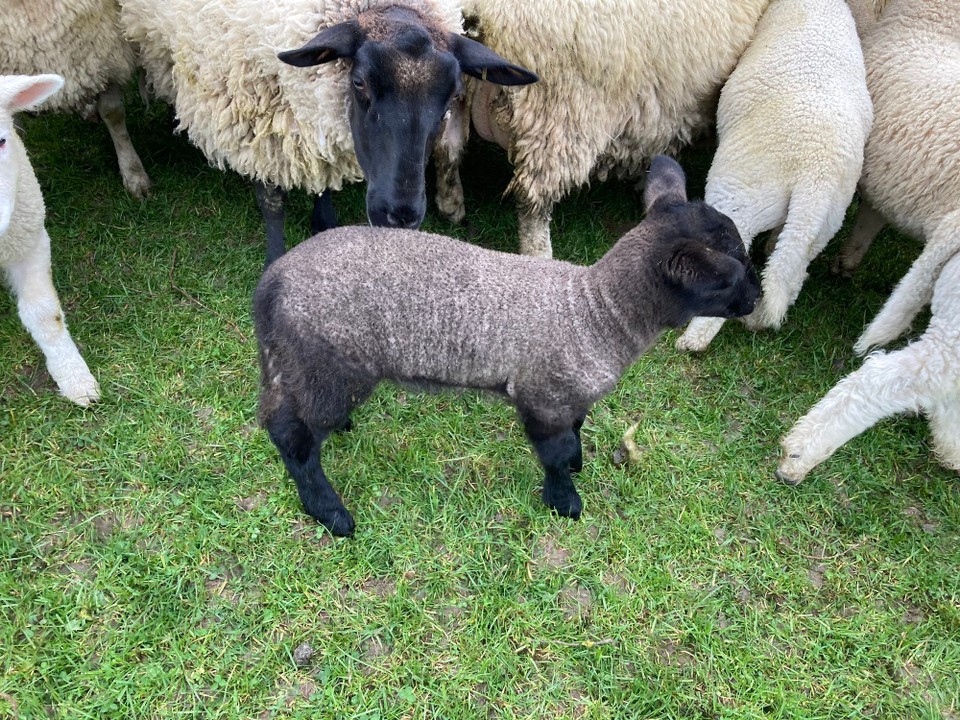 Neuseeland - Gore - Jap, auch schwarze Schafe sind dabei 🤩 Am Anfang noch ganz schwarz und später wird die Wolle weiß 🤓