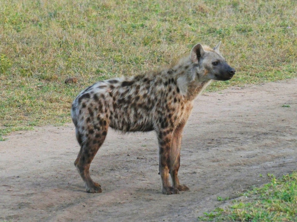 Südafrika - Kruger-Nationalpark - 