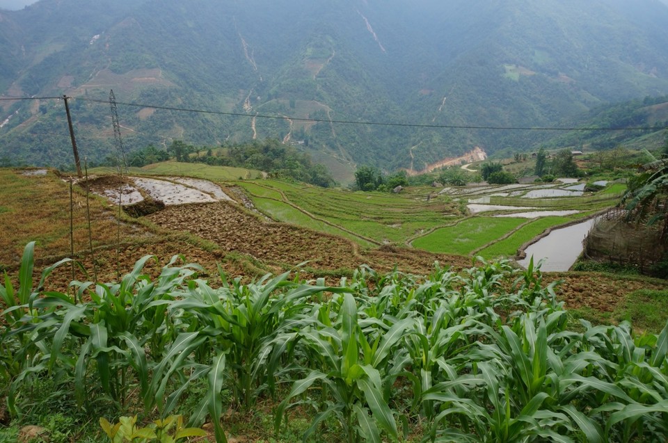 Vietnam -  - 