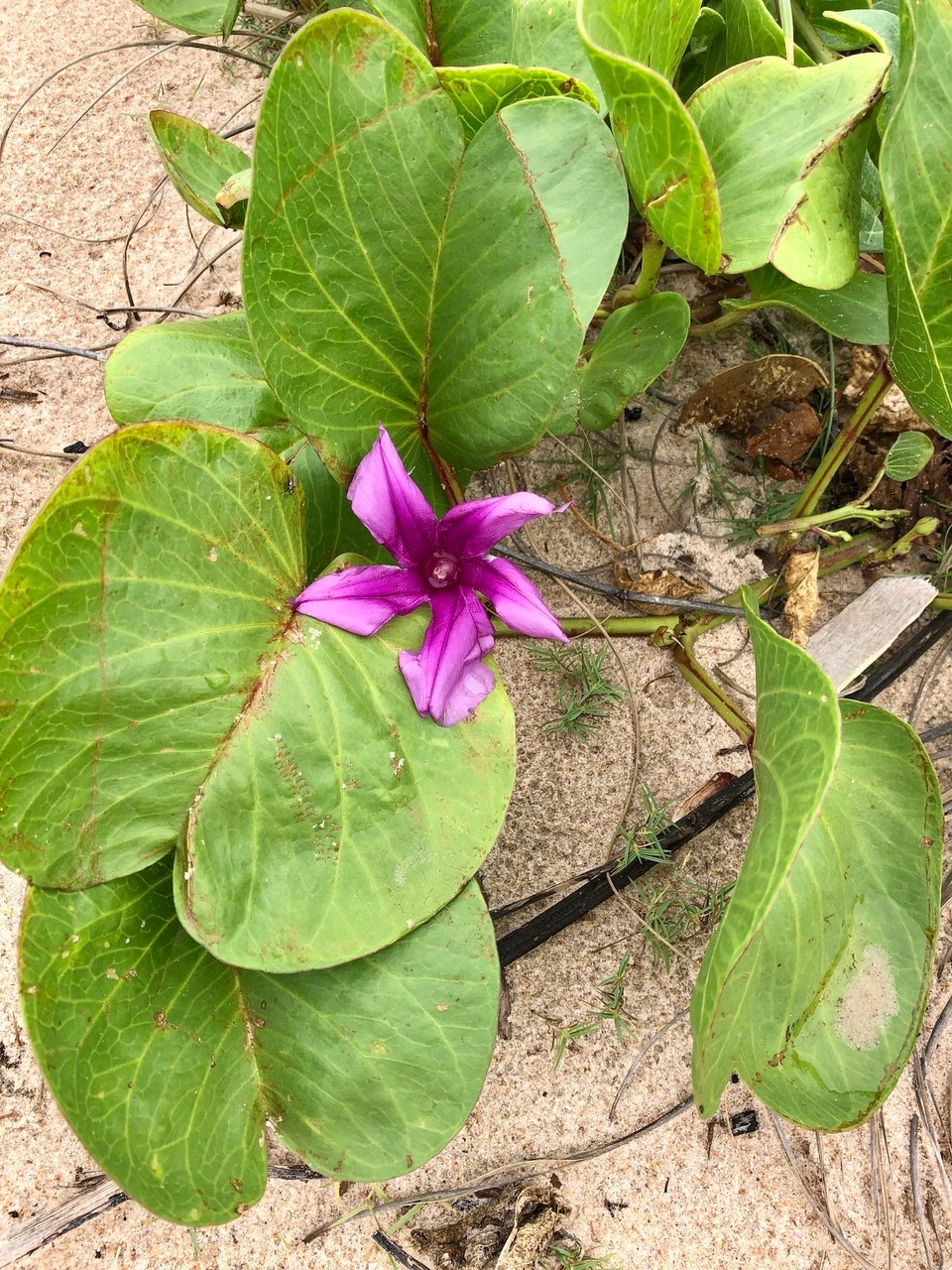 Brasilien - Mata de São João - 