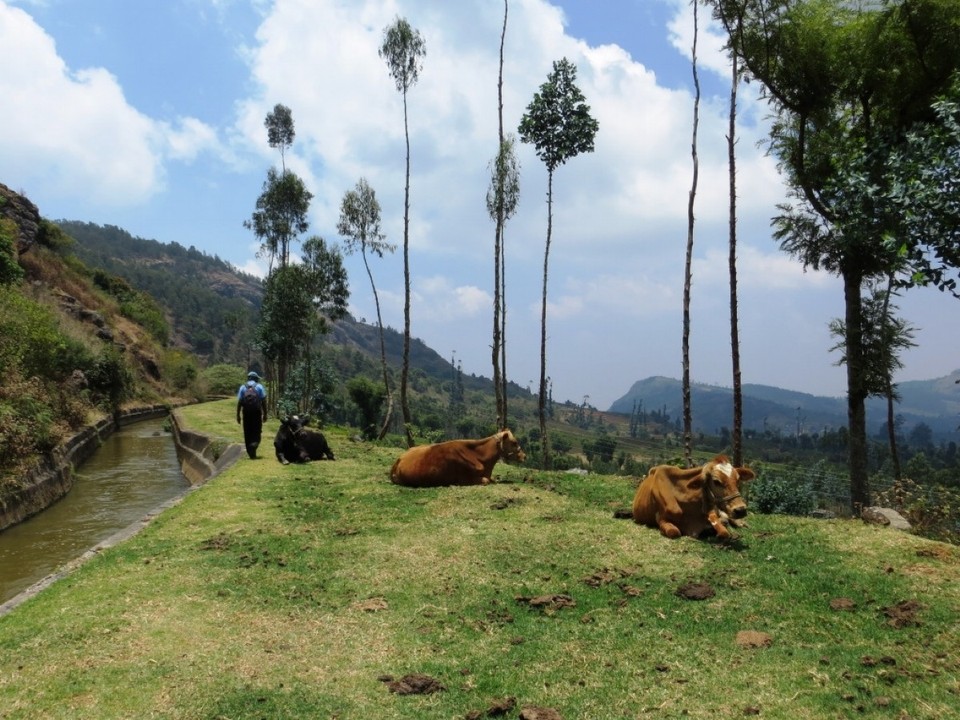 Indien - Sholur - 