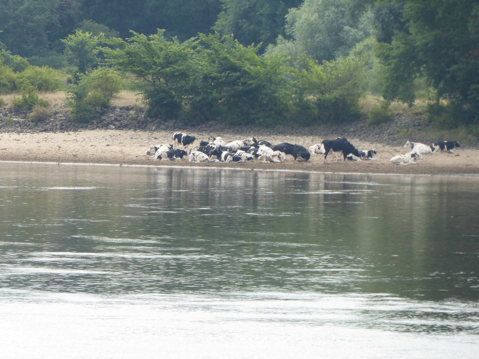 Deutschland - Havelberg - Auf einmal waren da Elbkühe. Ich habe so oft schon Bilder von ihnen gesehen. Hier sind sie tatsächlich. Rangezoomt, weil auf der anderen Seite, aber egal.