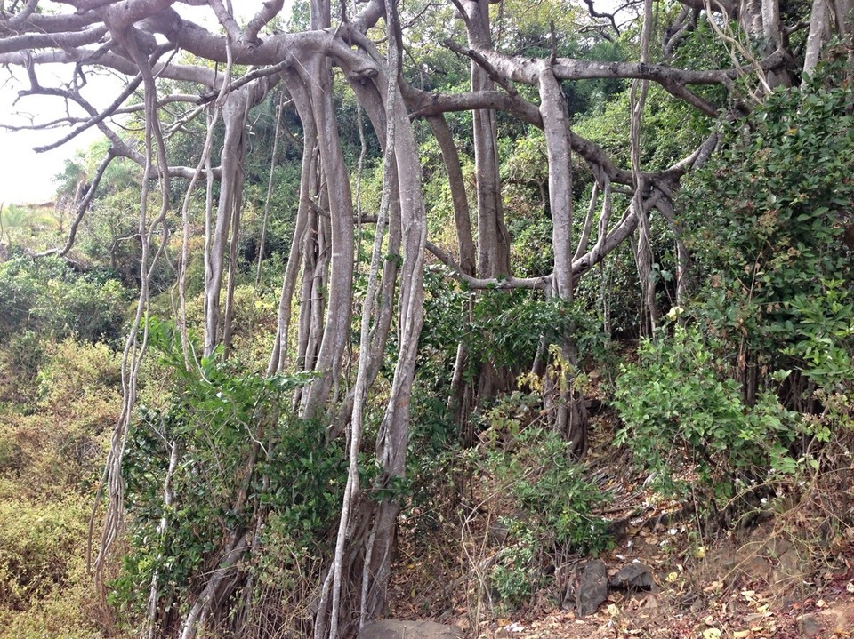 Indien -  - Fauna & Flora auf dem Weg zum Paradise Beach