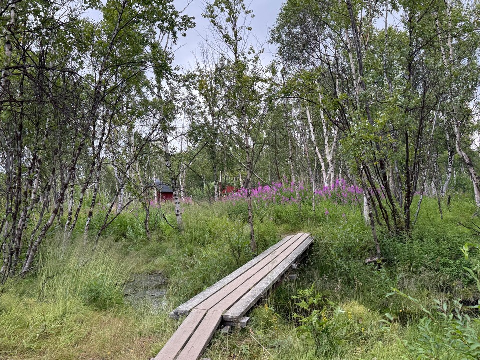 Schweden - Abisko - 