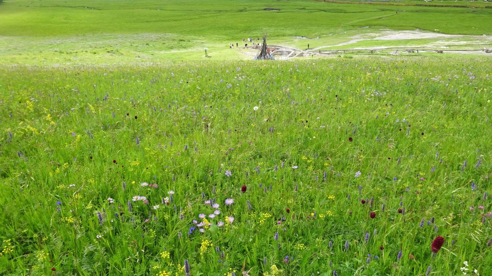 Mongolia - Kharkhorin - Wildflower meadows at the Tsenkher hot springs