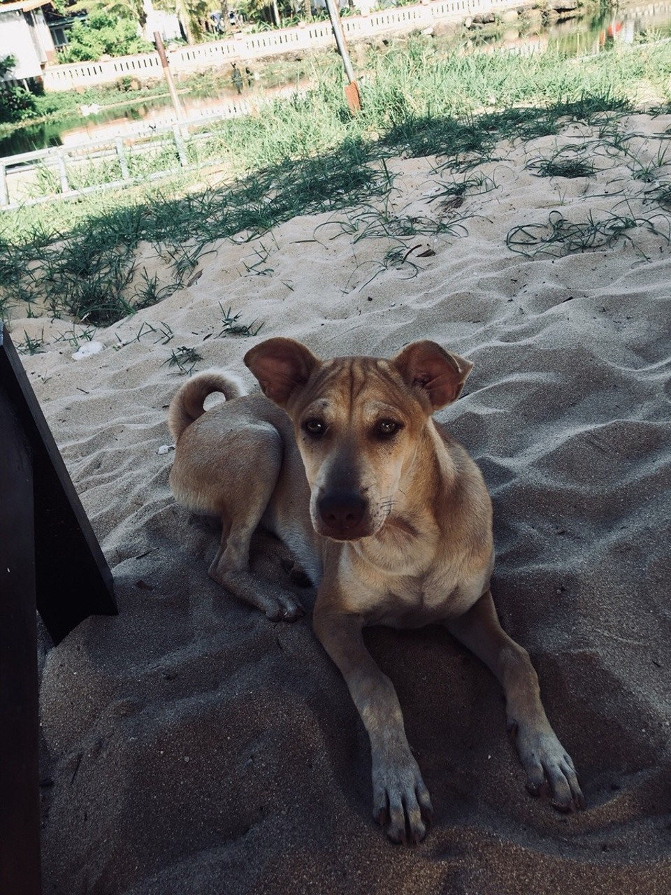 Vietnam - H. Phú Quốc - 🐶