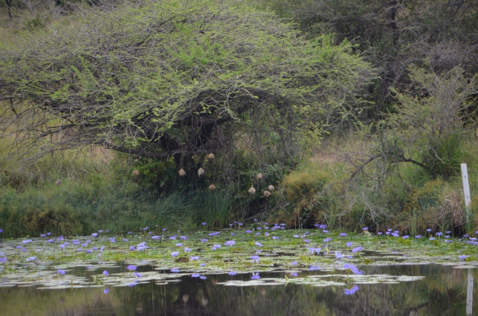 Kenia - Mombasa - Fledermeisnester iwert dem Weiher mat Seerusen