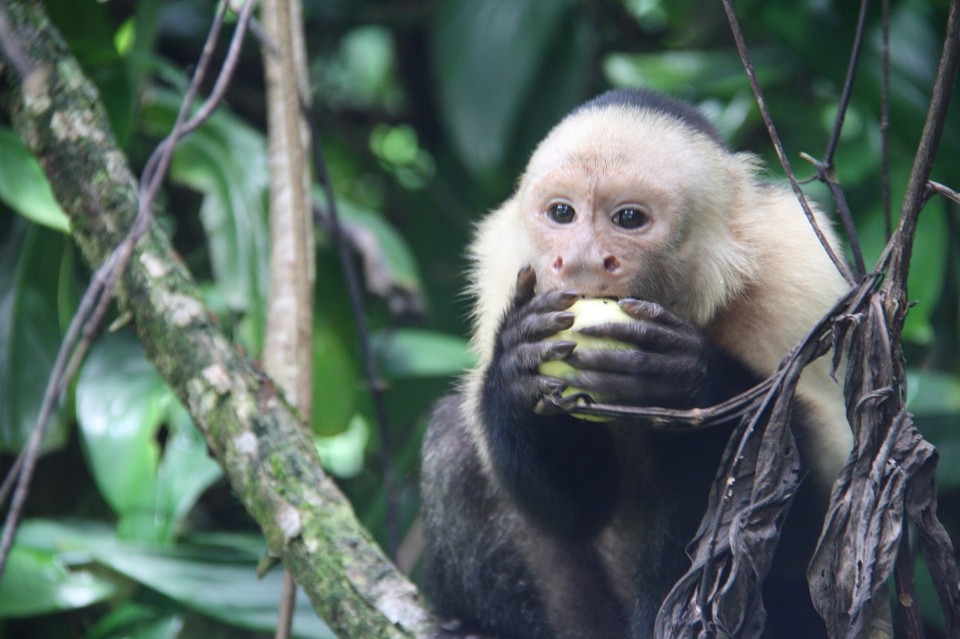 Costa Rica - Osa - 
