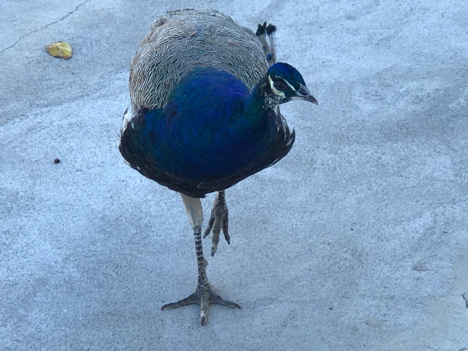 Portugal - Lisbon - Und plötzlich lauft mir en Pfau entgäge... das hani definitiv ned erwarted!