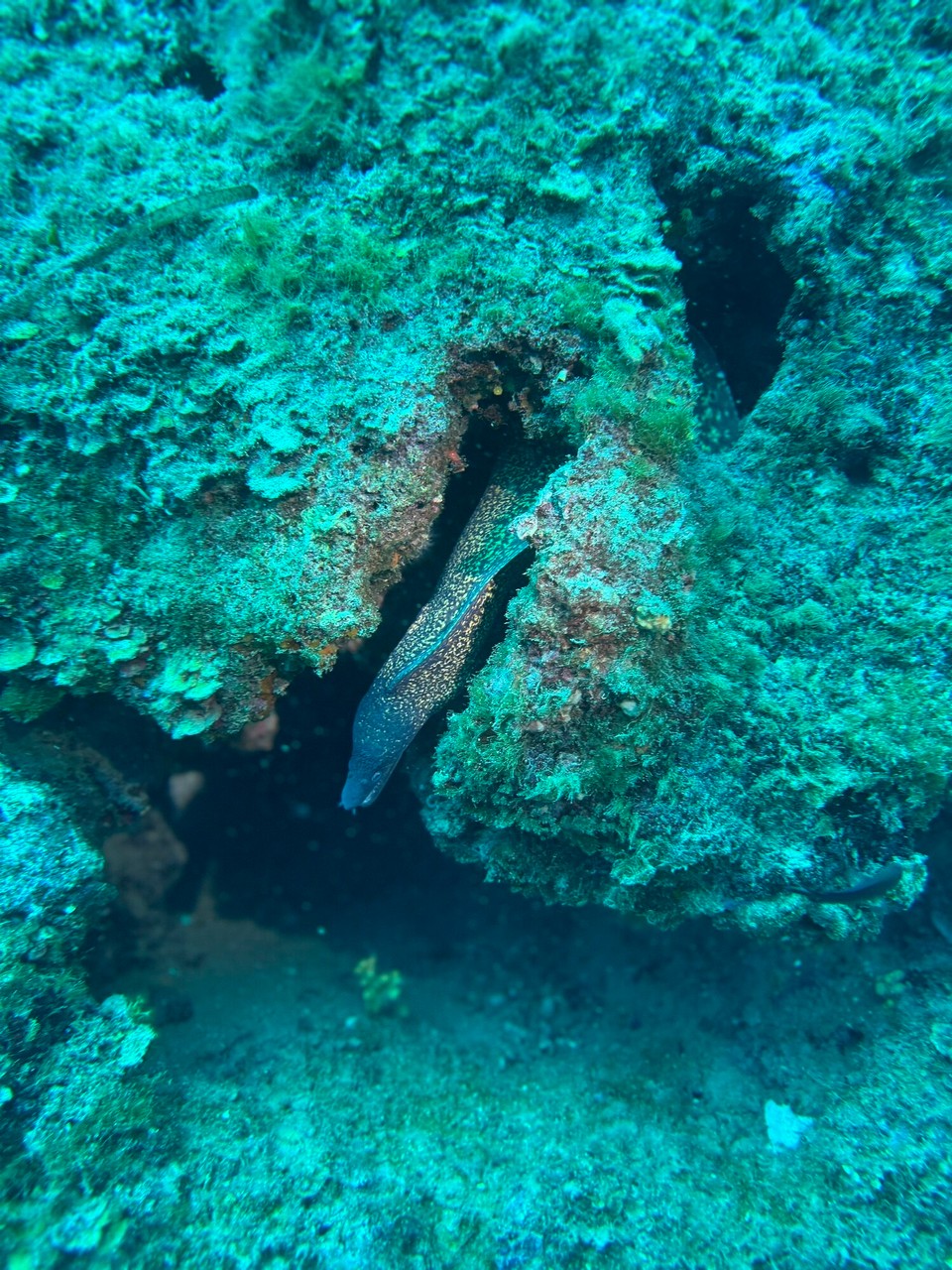 Italien - Capoliveri - Und noch eine….