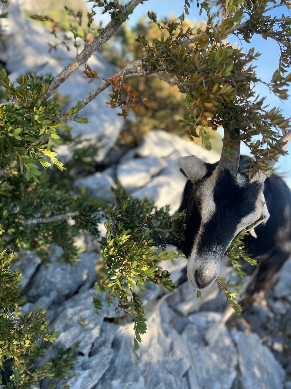 Frankreich - La Palud-sur-Verdon - 