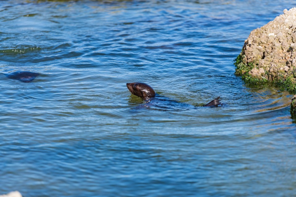 Neuseeland - Kaikoura Central - 