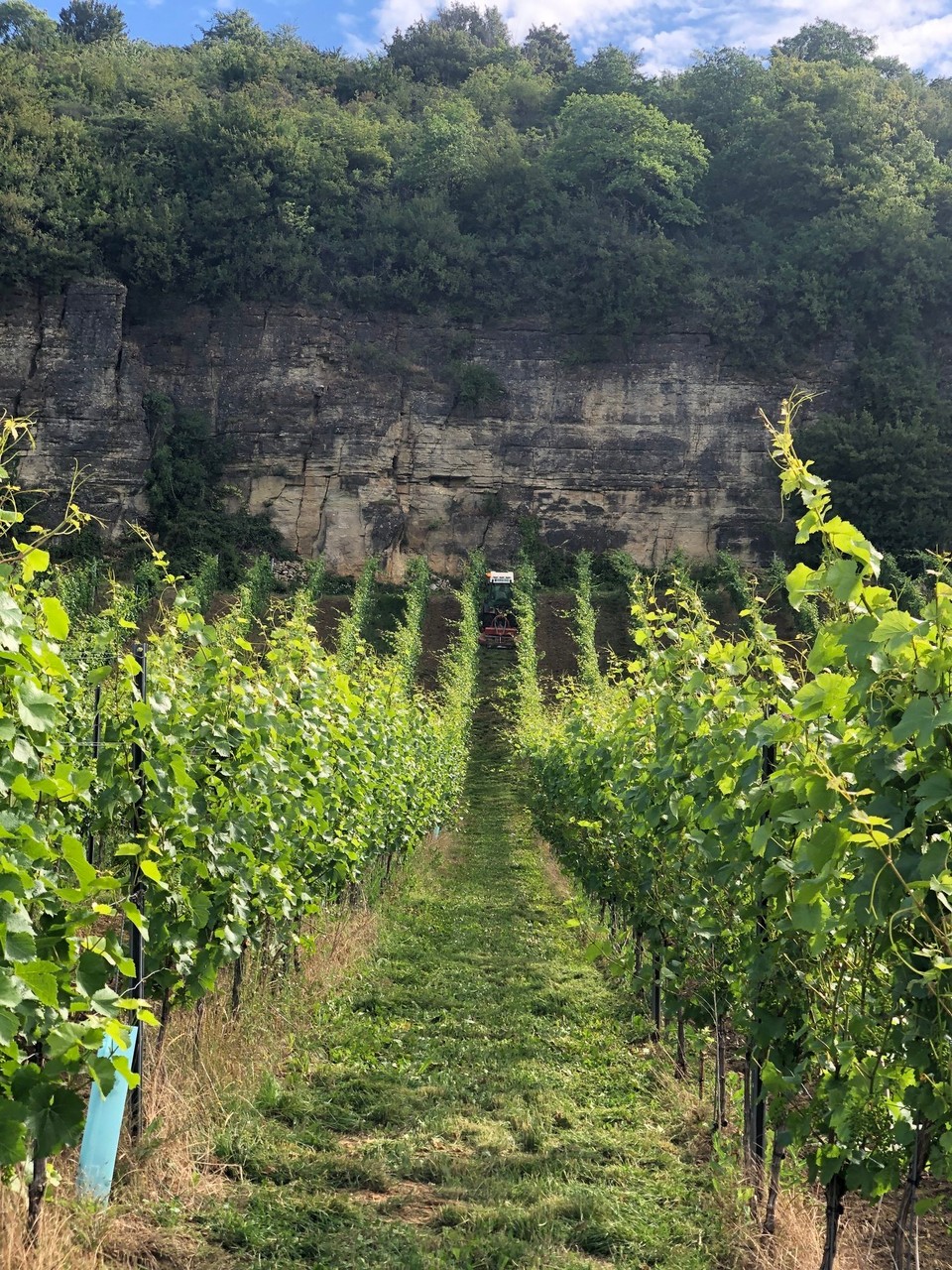 Deutschland - Trier - Weinreben am Nitteler Fels